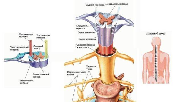 Спондилёз - лечение, симптомы, причины, диагностика | центр дикуля